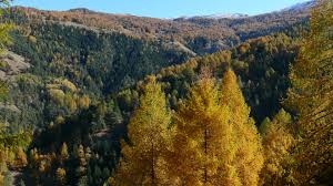 Parco Naturale del Gran Bosco di Salbertrand